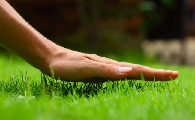 Touching grass | Be Informed Home Inspections | lawncare Dallas Touching grass | Be Informed Home Inspections | lawncare Dallas