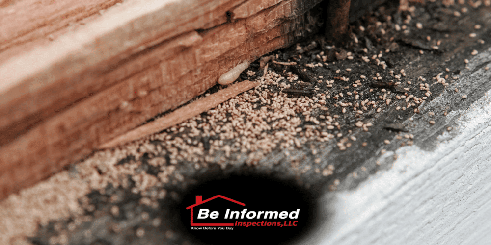 Termite damage and frass (termite droppings) found during a home inspection in Dallas, TX.