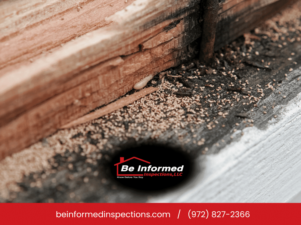 Termite damage and frass (termite droppings) found during a home inspection in Dallas, TX.