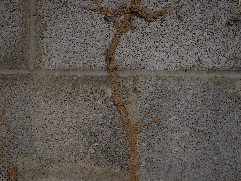 Termite mud tubes on foundation wall indicating active termite activity during a home inspection in Dallas, TX.